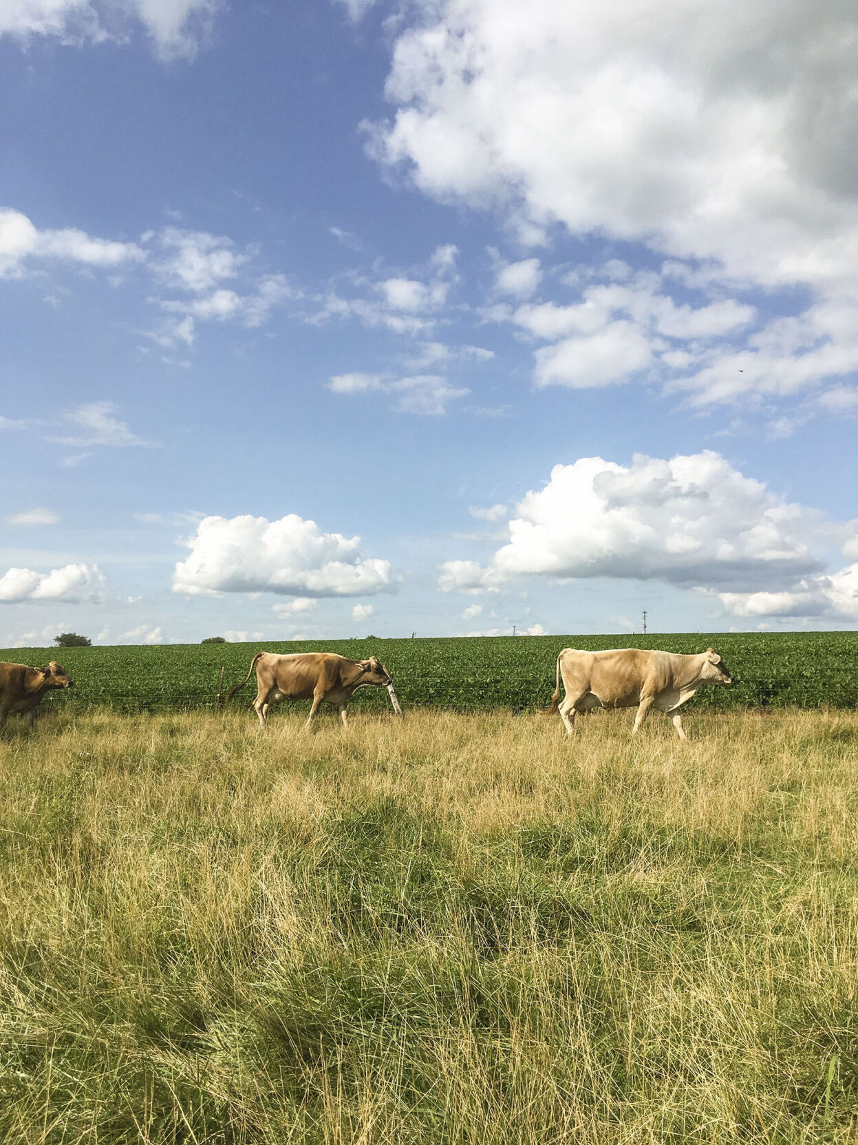 Product diversity, care key for Windsweep Farm